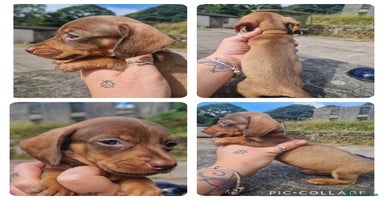 Miniature Dachshund dogs - Advert 4