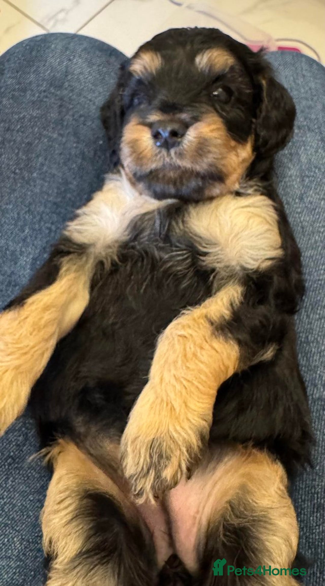 Cavapoo dogs for sale: Adorable F1B Cavapoo Puppies Ready - Image 8