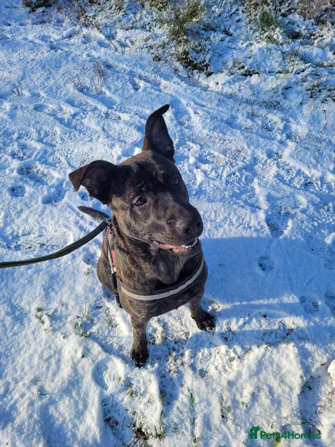 Mixed Breed dogs for sale: Pablo - Belgian Malinois x Presa Canario dog  in ELY - Advert 1