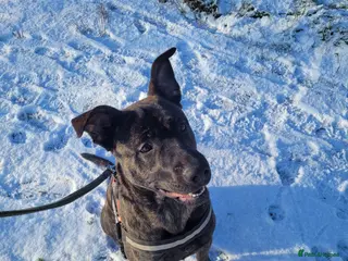 Mixed Breed dogs Pablo - Belgian Malinois x Presa Canario dog - Advert 1