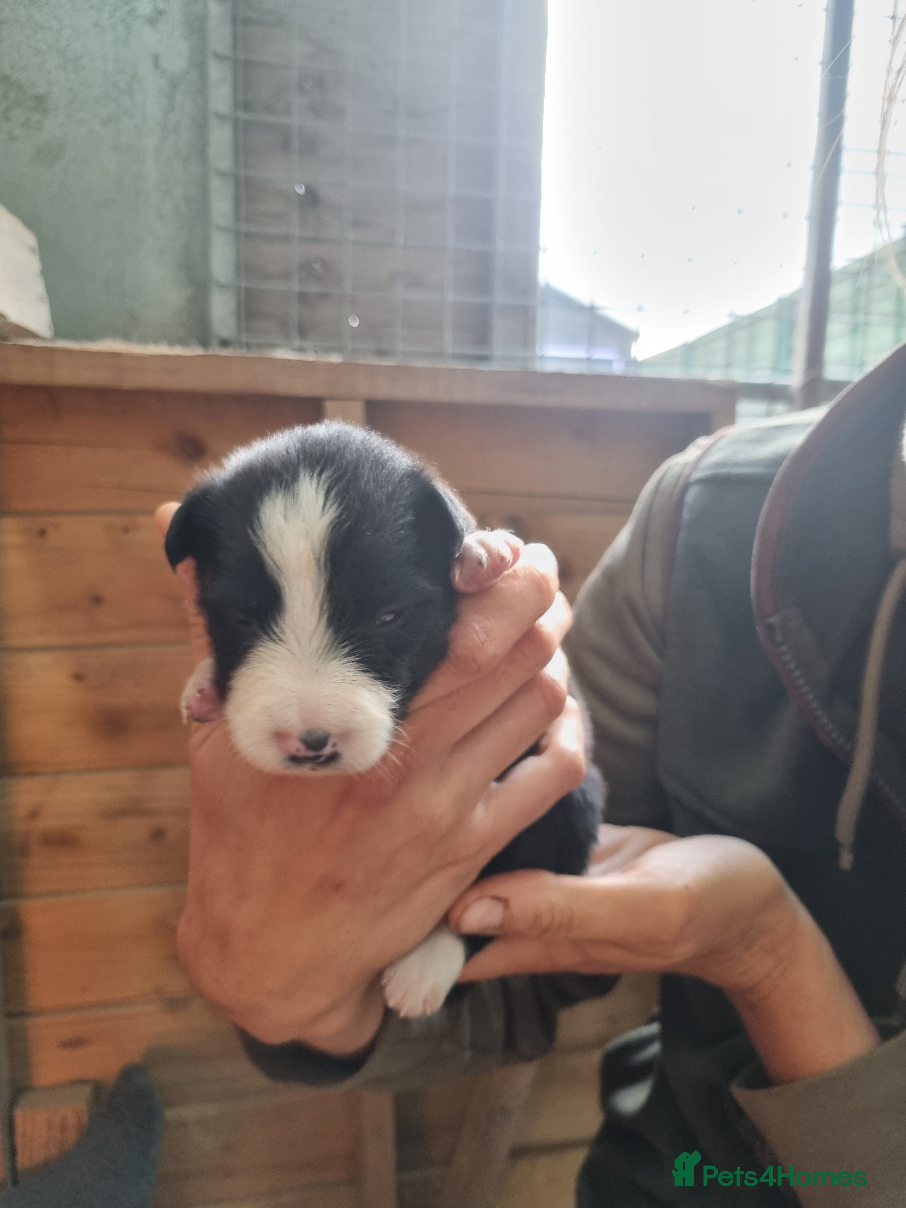 Border Collie dogs Rough coat border collie puppies  - Advert 5