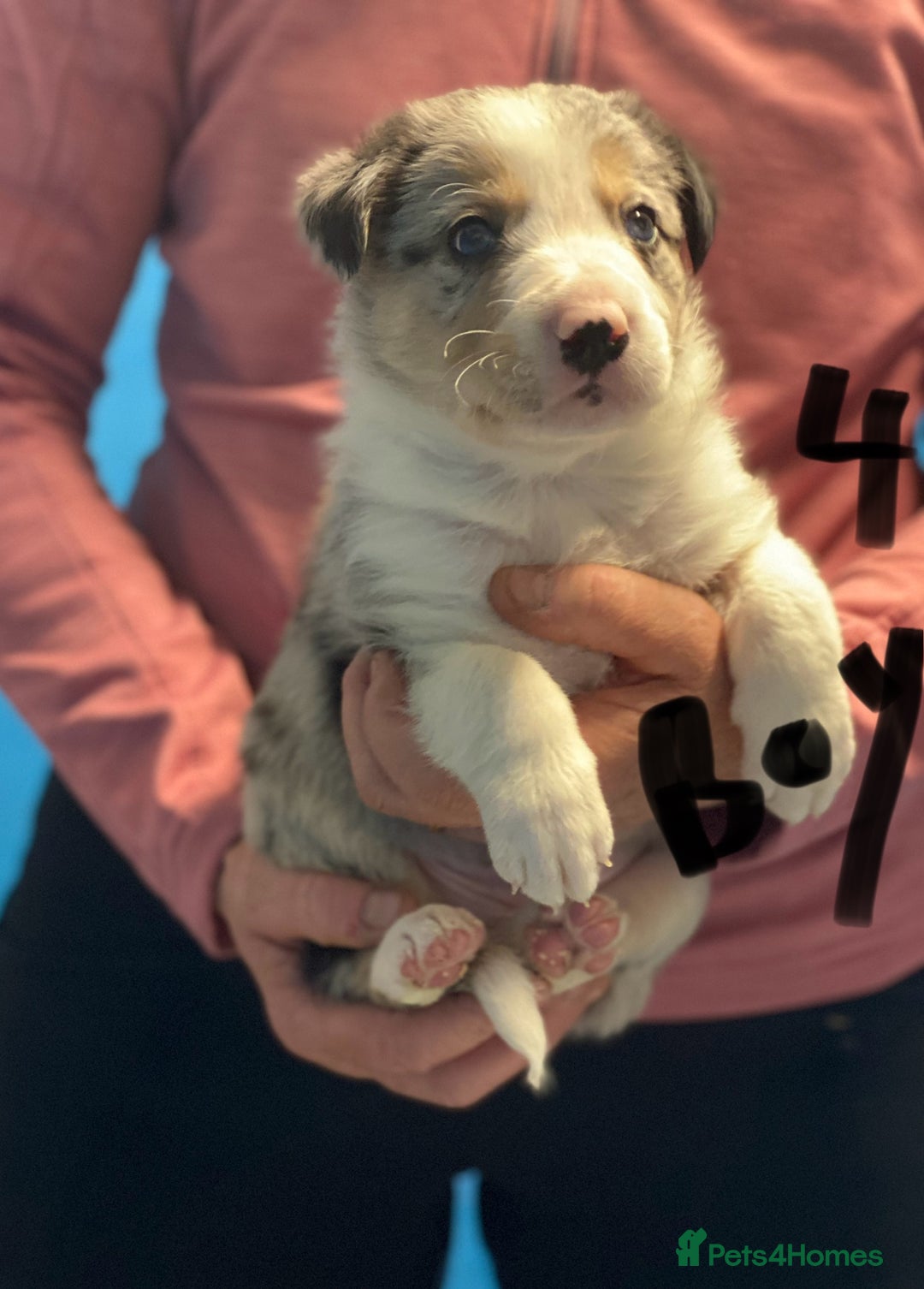 Border Collie dogs for sale: Pure border collie puppies - Advert 5