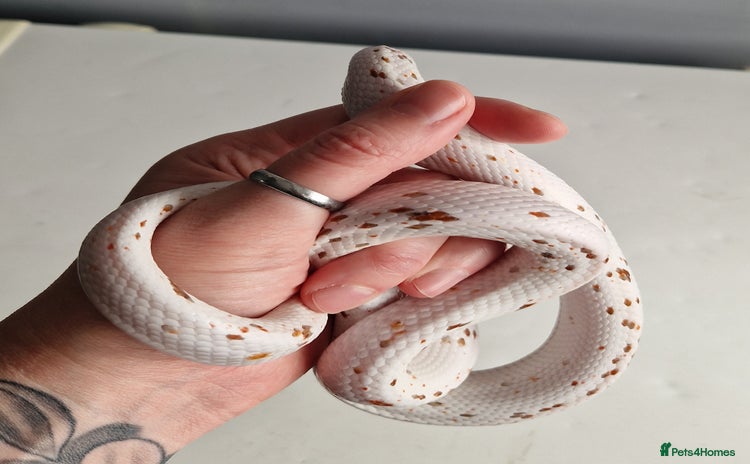 Corn Snake reptiles - Advert 1