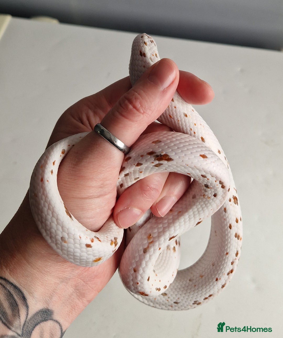 Corn Snake reptiles for sale: Palmetto Cornsnake - Image 1