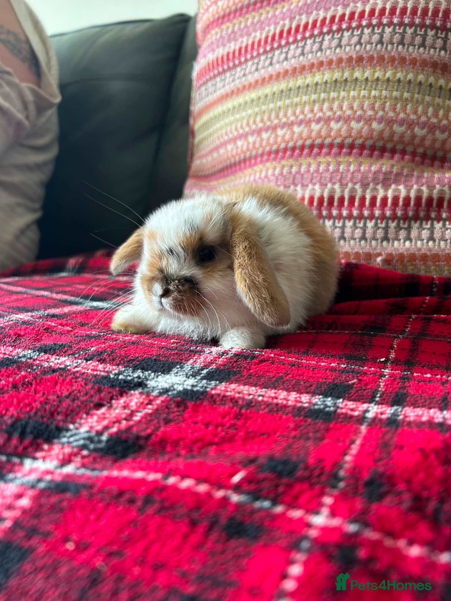 Mini Lop rabbits Mixed litter mini lops  - Advert 12