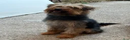 Mixed Breed dogs for sale: Female Patterdale X lakeland Terrier in Mansfield - Advert 4