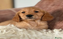 Golden Retriever dogs for sale: Beautiful KC working golden retriever puppies  - Image 5