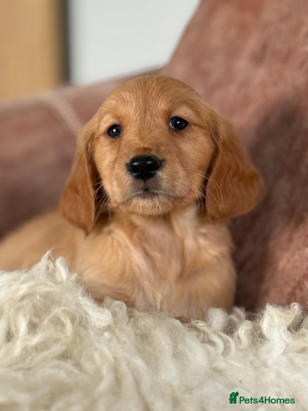 Golden Retriever dogs for sale: Beautiful KC working golden retriever puppies  - Image 5