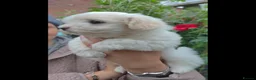 Coton De Tulear dogs for sale: Gorgeous Coton de Tulear puppies KC registered - Advert 10