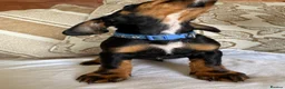 Miniature Dachshund dogs for sale: Beautiful miniature dachshunds - Advert 27