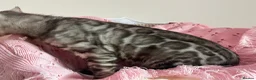 Bengal cats for sale: Exceptional Pure Pedigree Silver Grey TICA Bengal - Advert 10