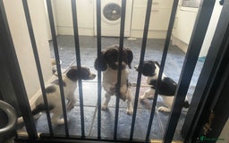 Sprocker dogs for sale: Gorgeous Sprocker Spaniel Puppies 🐶 - Image 7