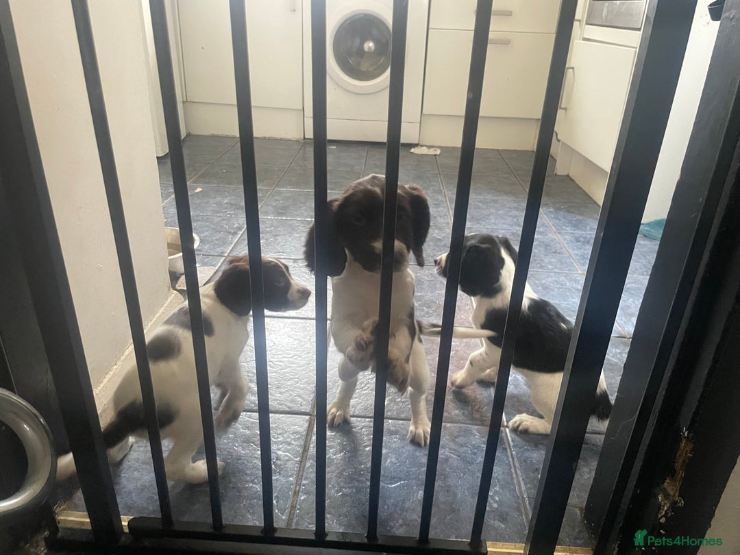 Sprocker dogs for sale: Gorgeous Sprocker Spaniel Puppies 🐶 - Image 7