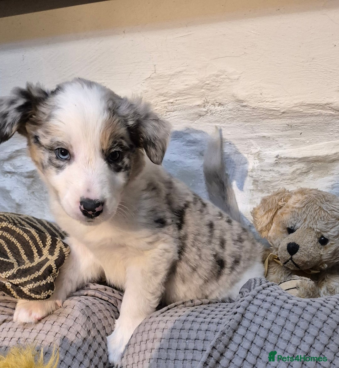 Border Collie dogs for sale: Blue Merles puppies  - Advert 5