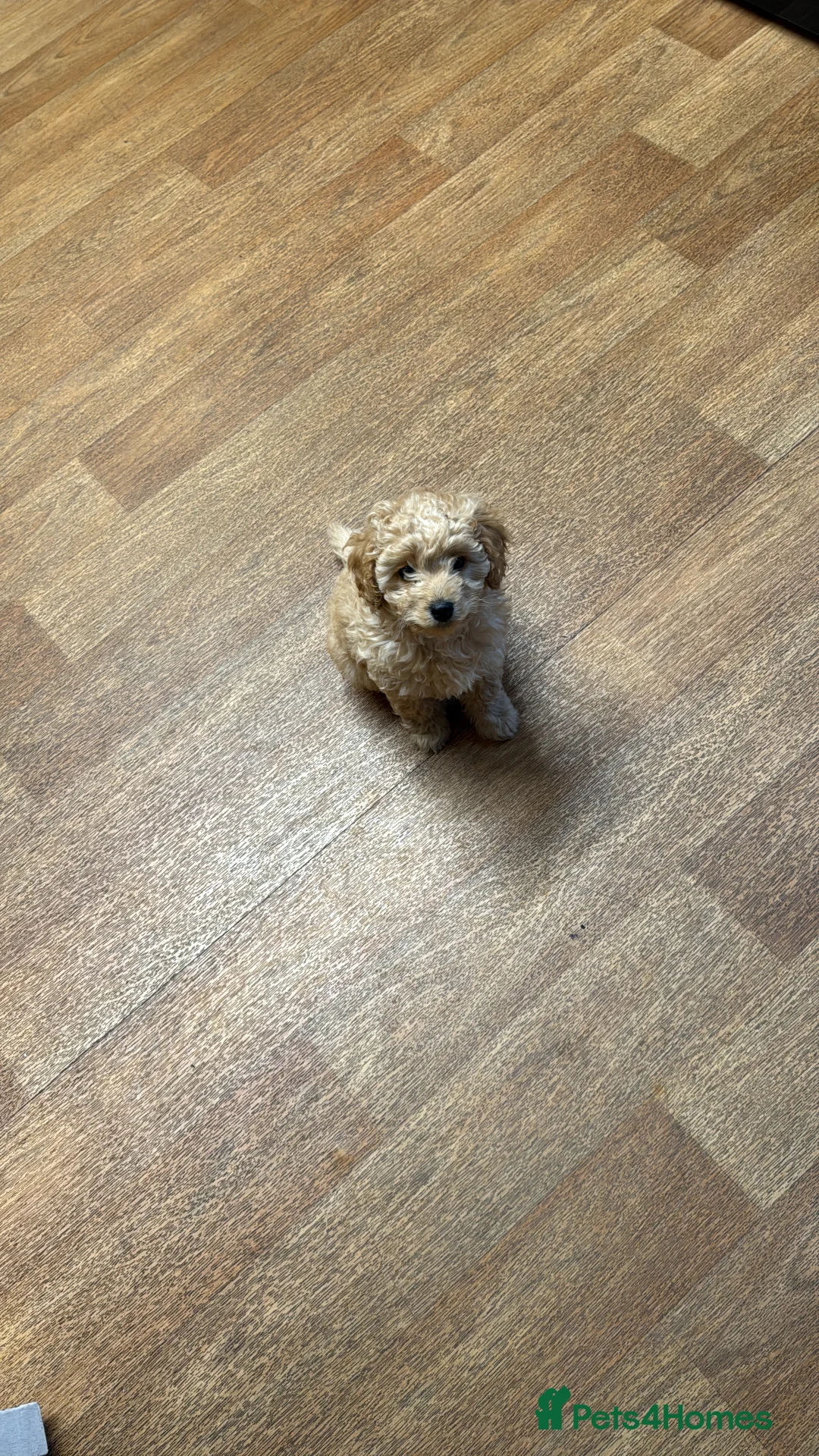 Cockapoo dogs for sale: Cockapoo female for sale  - Advert 2