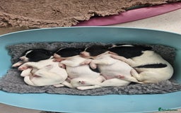 English Springer Spaniel dogs for sale: Beautiful springer spaniel puppies - Image 3