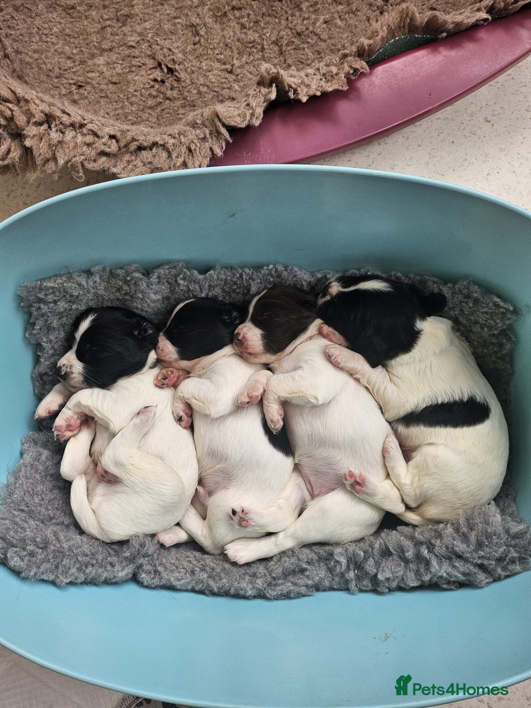 English Springer Spaniel dogs for sale: Beautiful springer spaniel puppies - Image 3