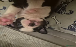 Boston Terrier dogs for sale: Superb litter of boston terriers. - Image 22