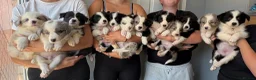 Border Collie dogs for sale: Outstanding Litter Of 12 Border Collie Puppies 🐶 - Advert 1