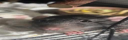 Rat rodents for sale: Rats x4  - Advert 3