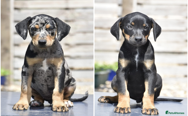 Dobermann dogs - Advert 6