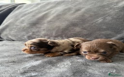 Chihuahua dogs for sale: Long hair chihuahua puppies  - Image 15