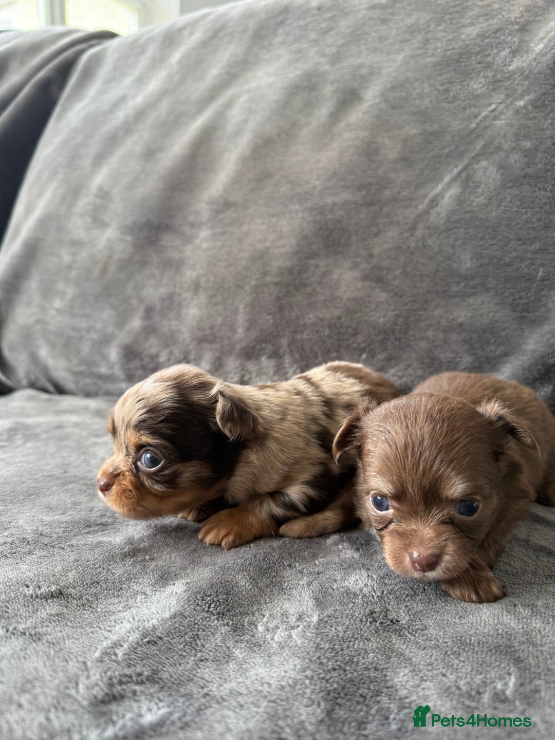 Chihuahua dogs for sale: Long hair chihuahua puppies  - Image 15