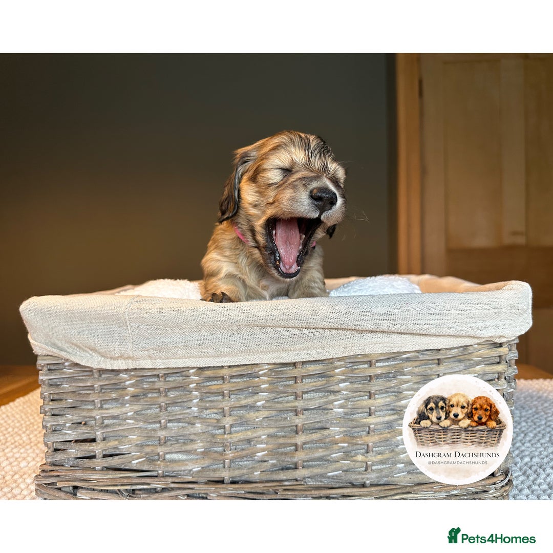 Miniature Dachshund dogs for sale: KC Long Haired Shaded Cream Miniature Dachshund - Advert 11