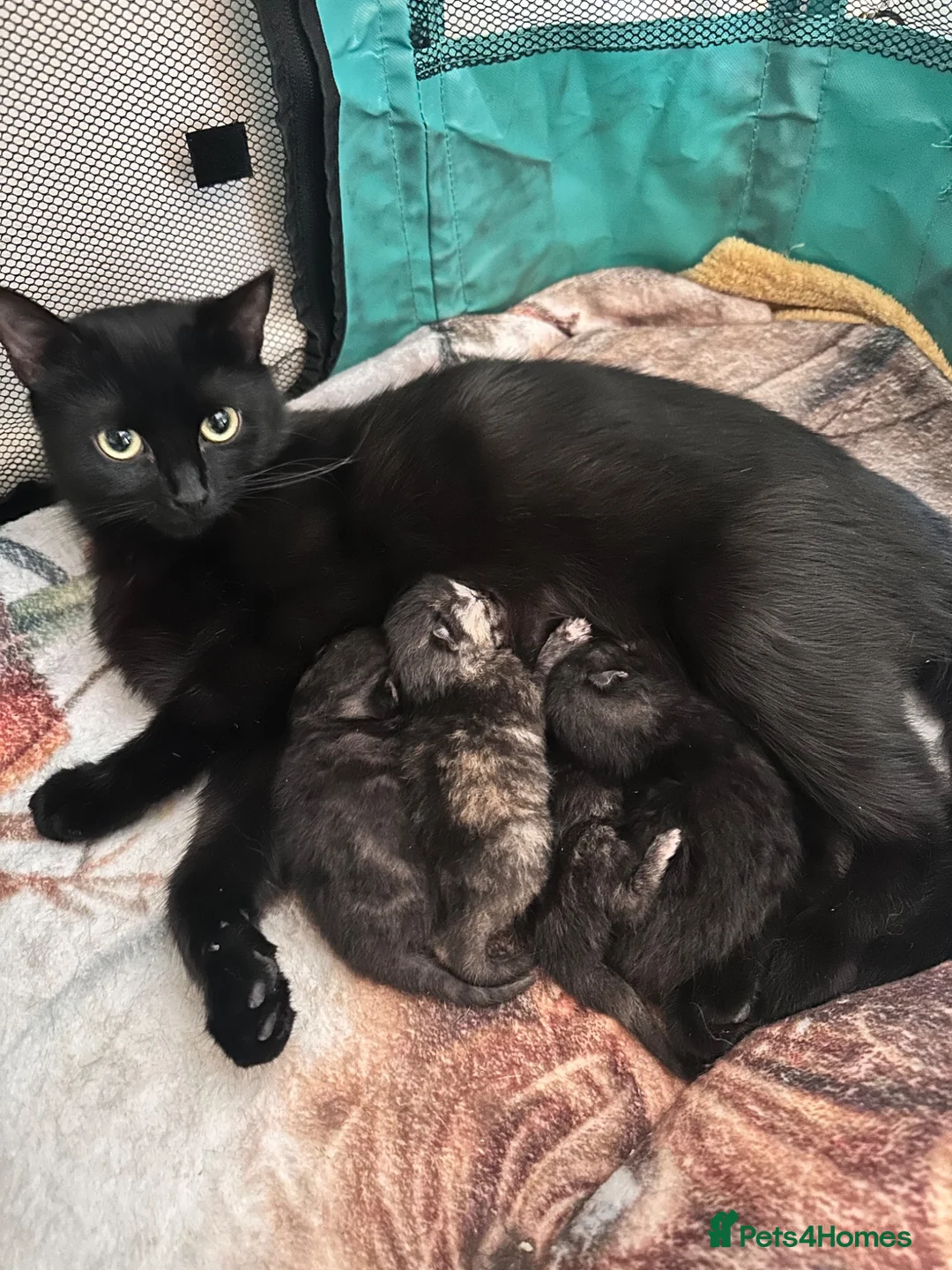 Mixed Breed cats for sale: 3 Healthy Playful Kittens Looking for Loving Homes - Advert 1