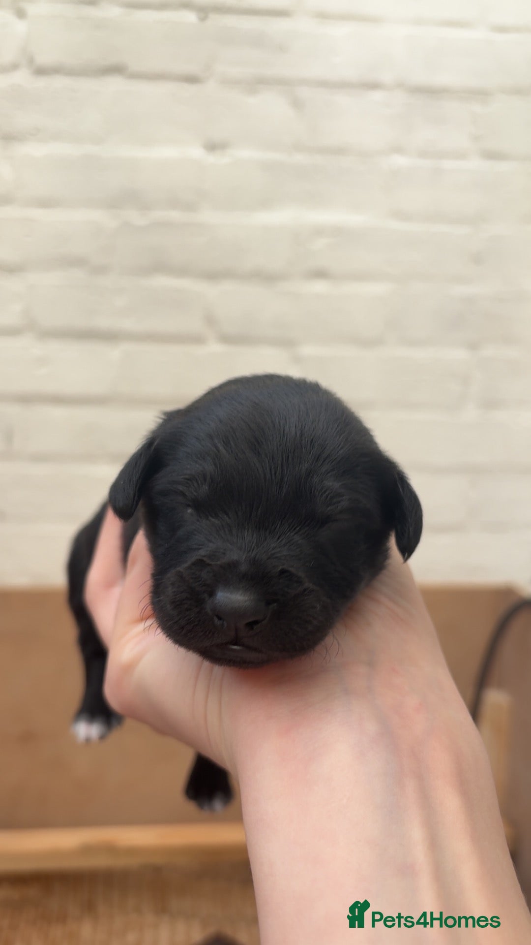Mixed Breed dogs for sale: Cocker spaniel x Border Kelpie Puppies - Advert 11