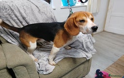 Beagle dogs for stud: BEAGLE STUD NOW AVAILABLE  in Saint Austell - Advert 3