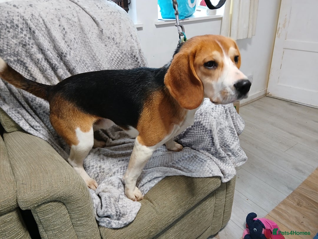 Beagle dogs for stud: BEAGLE STUD NOW AVAILABLE  in Saint Austell - Advert 3