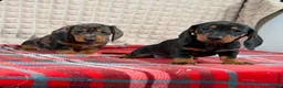 Miniature Dachshund dogs for sale: STUNNING KC MINI DACHSHUND PUPPIES READY NOW  - Advert 13