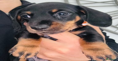Miniature Dachshund dogs - Advert 12