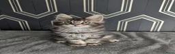 Maine Coon cats for sale: Ready soon beautiful Maine coon males  - Advert 2