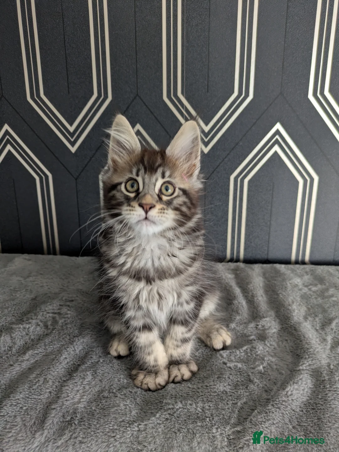 Maine Coon cats for sale: Ready soon beautiful Maine coon males  - Advert 2