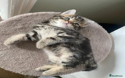 Persian cats for sale: Half Persian Ragdoll Kottens  - Image 5