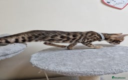 Bengal cats for sale: Pure Bred Male Bengal Kitten READY NOW - Image 1
