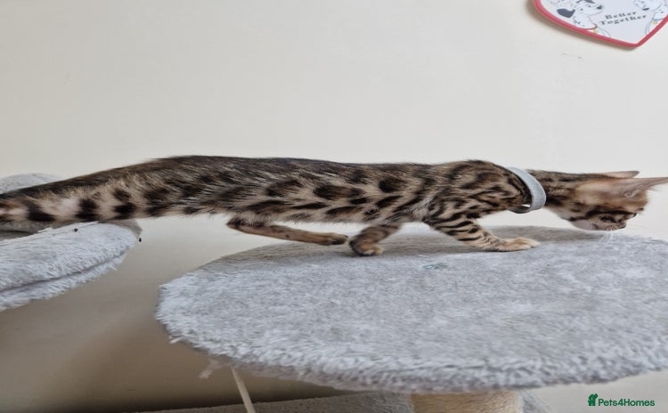 Bengal cats - Advert 13