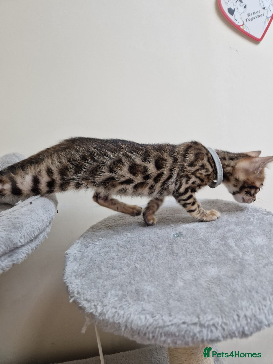 Bengal cats for sale: Pure Bred Male Bengal Kitten READY NOW - Image 1