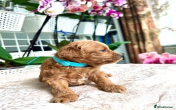 Maltipoo dogs for sale: Beautiful F1B Toy Size Maltipoo Puppies - Image 9