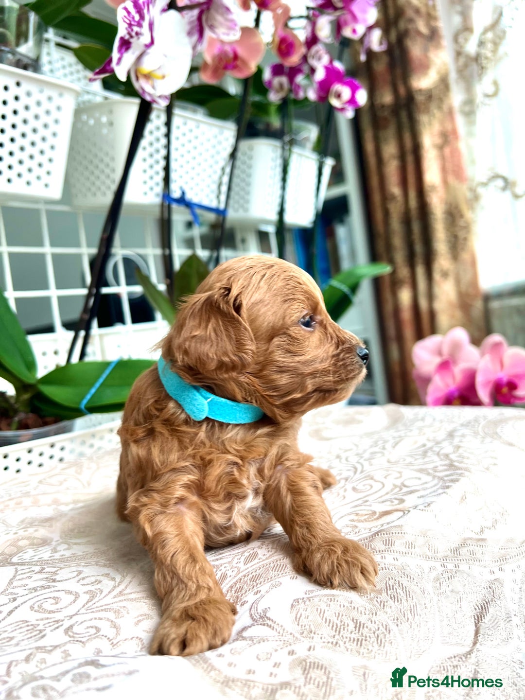 Maltipoo dogs for sale: Beautiful F1B Toy Size Maltipoo Puppies - Image 9