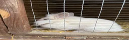 Lionhead rabbits for sale: 3x gorgeous fluffy lionhead bunnies ready to go  - Advert 16