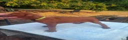 Rhodesian Ridgeback dogs for sale: Kc reg.health tested Rr puppies - Advert 16