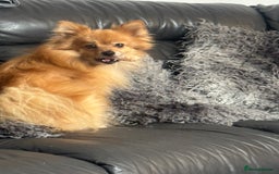 Pomeranian dogs for sale: 7 year old male pomeranian - Image 4