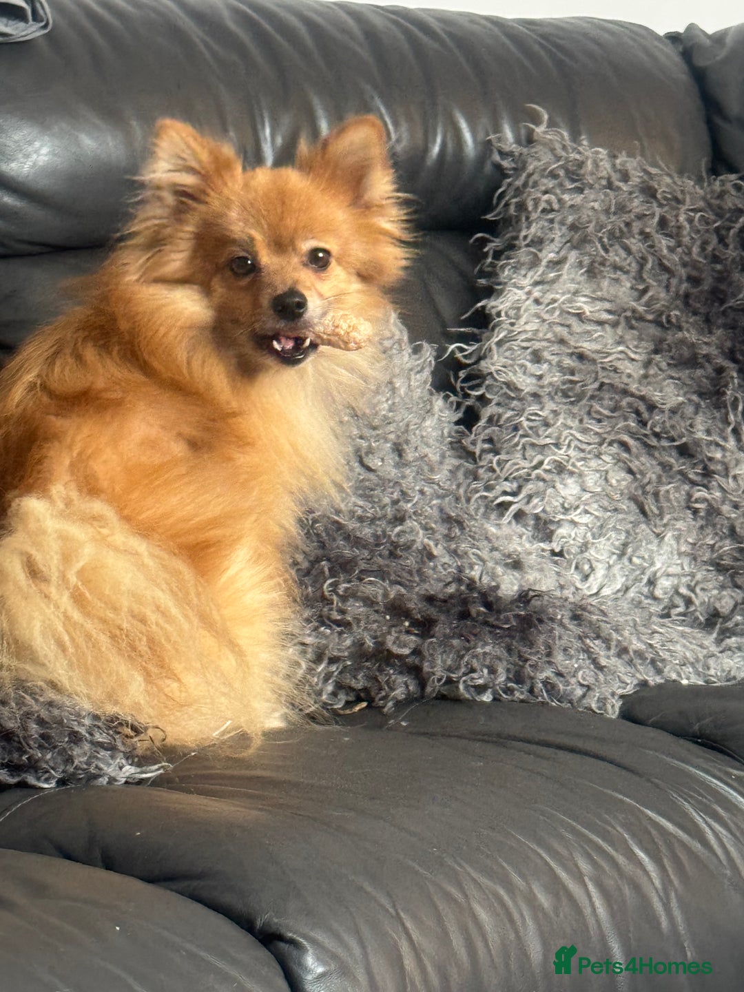 Pomeranian dogs for sale: 7 year old male pomeranian - Image 4