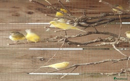 Canaries birds for sale: Canaries - Image 6