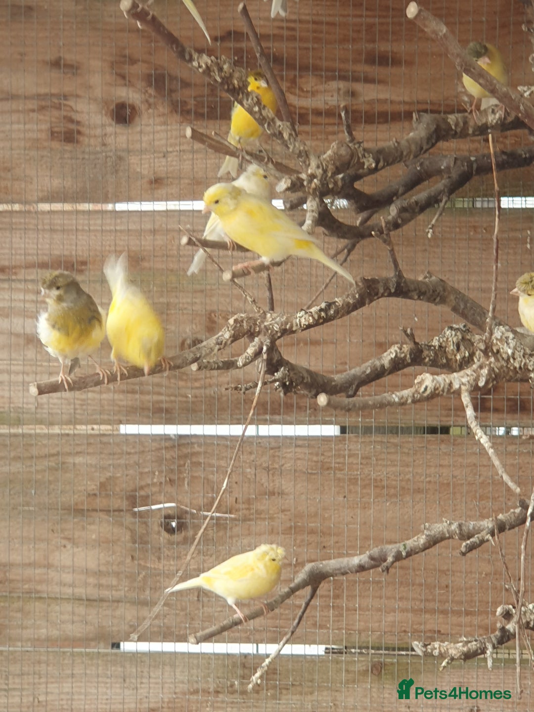 Canaries birds for sale: Canaries - Image 6