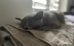 Russian Blue cats for sale: 4 years old Russian blue  - Image 6
