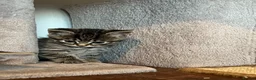 Mixed Breed cats for sale: Gorgeous half Siberian kittens - Advert 19